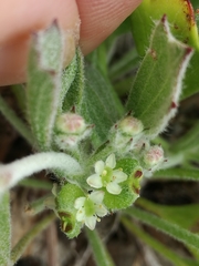 Centella tridentata hermanniifolia