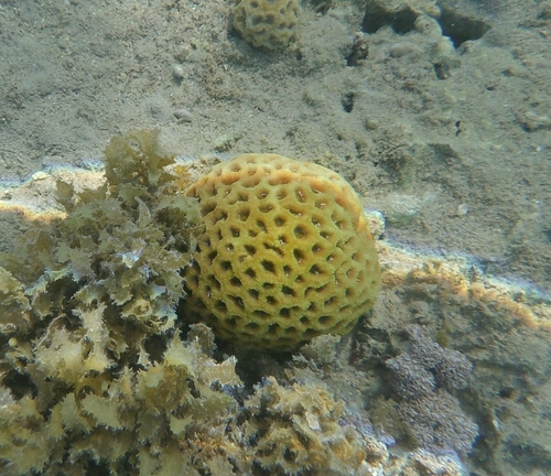 Dipsastraea lacuna
