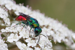 Chrysis elegans