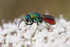 Chrysis elegans