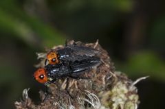 Dichromyia sanguiniceps