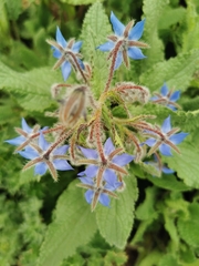 Borago officinalis