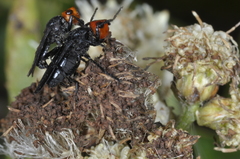 Dichromyia sanguiniceps