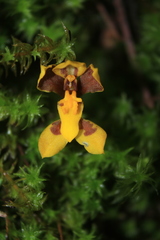 Cyrtochilum densiflorum