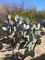Opuntia