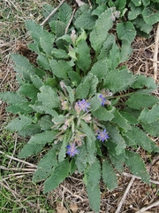 Borago officinalis