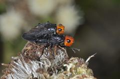 Dichromyia sanguiniceps