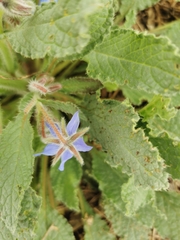 Borago officinalis