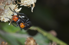 Dichromyia sanguiniceps