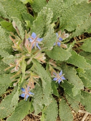 Borago officinalis