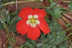 Hypseocharis pimpinellifolia