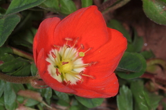 Hypseocharis pimpinellifolia
