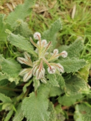 Borago officinalis