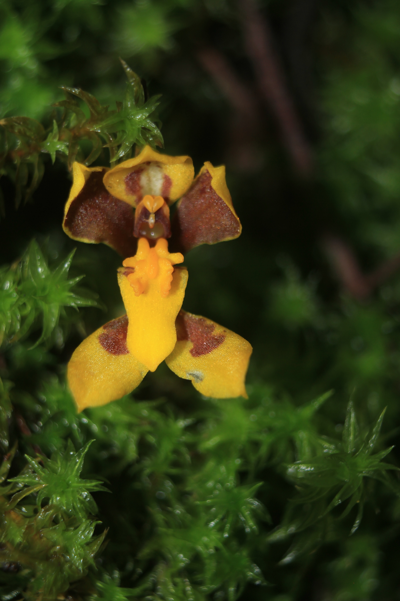 Cyrtochilum densiflorum (Lindl.) Kraenzl. 2