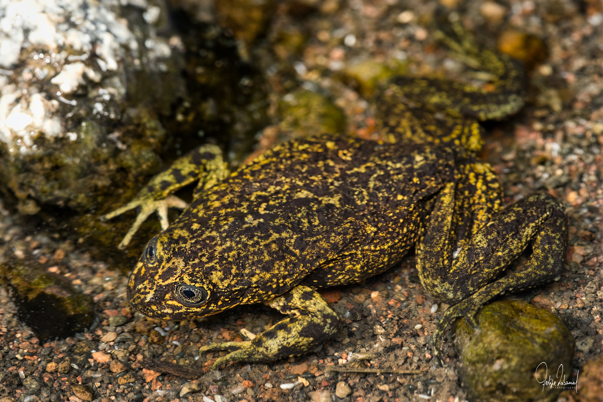 Hall's Water Frog photo 5