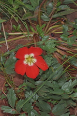 Hypseocharis pimpinellifolia
