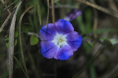 Evolvulus bogotensis