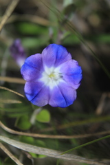 Evolvulus bogotensis