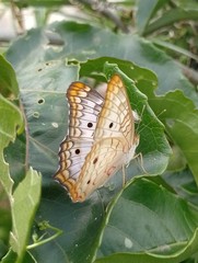 Anartia jatrophae