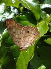 Anartia jatrophae