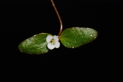 Gratiola amphiantha