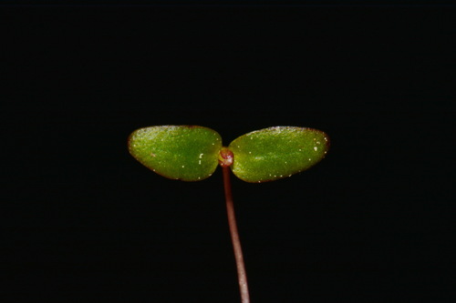 Image of Gratiola amphiantha by (c) Brian Finzel, some rights reserved (CC BY-SA)
