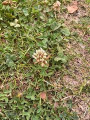 Trifolium repens