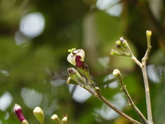 Condaminea corymbosa