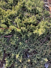 Juniperus procumbens