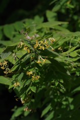 Englerodaphne pilosa