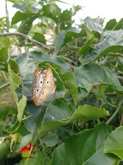 Anartia jatrophae