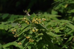Englerodaphne pilosa