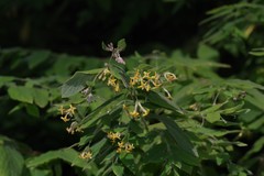Englerodaphne pilosa