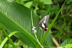 Heraclides hectorides