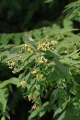 Englerodaphne pilosa