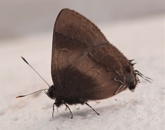 Lamprospilus orcidia