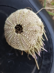 Psammechinus miliaris
