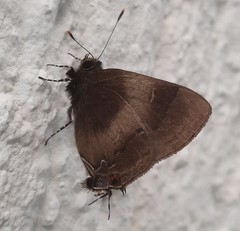 Lamprospilus orcidia