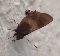 Lamprospilus orcidia