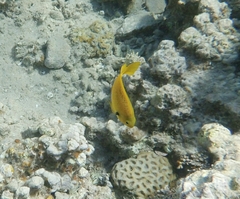 Pomacentrus sulfureus