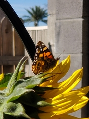 Vanessa annabella