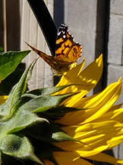 Vanessa annabella