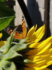 Vanessa annabella