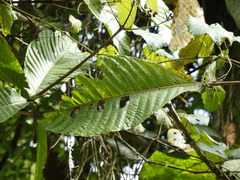 Condaminea corymbosa