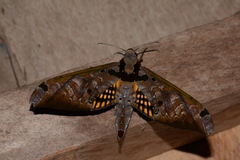 Adhemarius tigrina