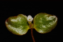 Gratiola amphiantha