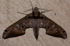 Adhemarius tigrina