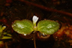 Gratiola amphiantha