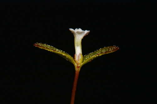 Image of Gratiola amphiantha by (c) Brian Finzel, some rights reserved (CC BY-SA)