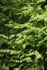 Englerodaphne pilosa